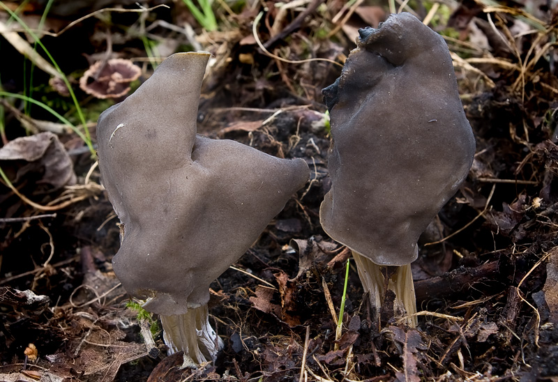 Helvella lacunosa